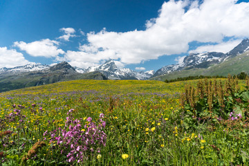 Fototapeta premium idyllic mountain landscape in the summertime