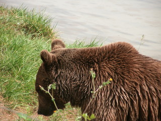 Brown Bear