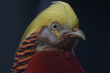 Close up Chinese Golden Pheasant bird , Colorful Body Plumage with Golden Crest