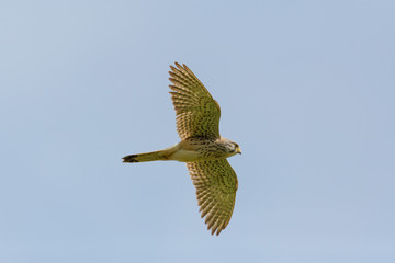 portrait flying common kestrel (falco tinnunculus) spread wings
