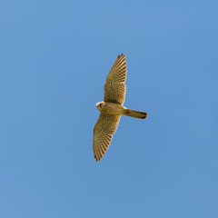 common kestrel (falco tinnunculus) flying in blue sky, spread wings