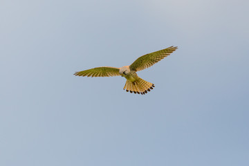 stationary flight common kestrel (falco tinnunculus) spread wings