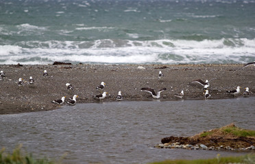Seagulls at Inutil Bay in Tierra del Fuego, Chile