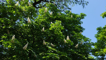 Spring chestnut tree, lit by the sun, with flowers, against the blue sky background