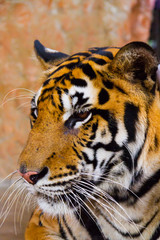 Large and majestic tiger