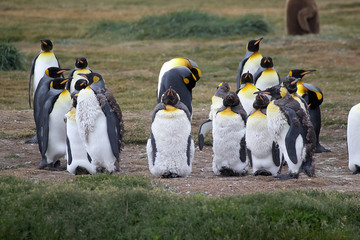 King Penguin colony at Inutil Bay in Tierra del Fuego, Chile