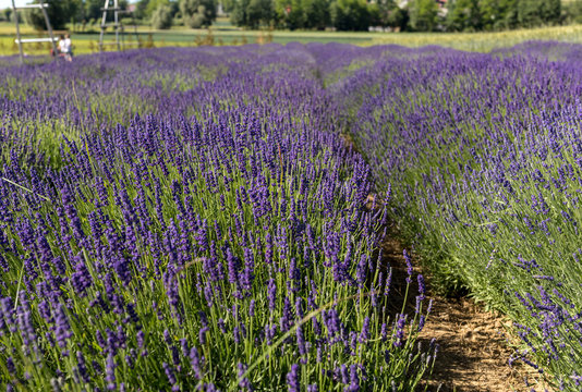  A Garden full of lavender  in Ostr&oacute;w 40 km from Krakow. The smell and color of lavender allows visitors to feel like in Provence