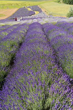  A Garden full of lavender  in Ostr&oacute;w 40 km from Krakow. The smell and color of lavender allows visitors to feel like in Provence