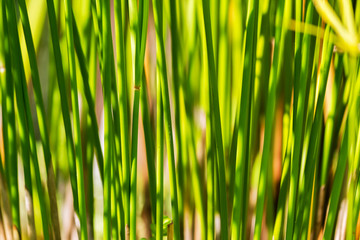 Stalks of papyrus green plant stand in line with sunlight background