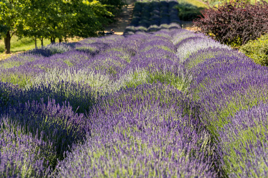 Fototapeta  A Garden full of lavender  in Ostrów 40 km from Krakow. The smell and color of lavender allows visitors to feel like in Provence