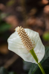 Japanese Peace Lily