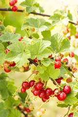 Branch of ripe red  currants .Close up photo for background.