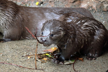 小枝で遊ぶ　ユーラシアカワウソ
