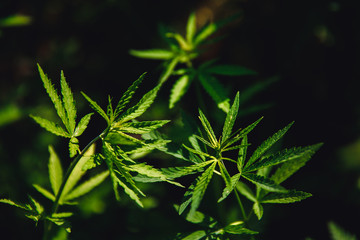 Naklejka na ściany i meble Bush green marijuana cannabis on blurred background.