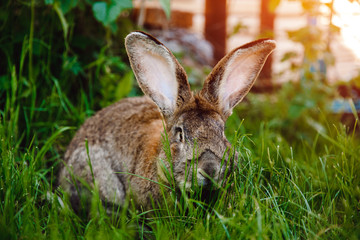 Brownish rabbit hare giant backdrop of garden. Concept farm for breeding animals.