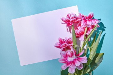 Beautiful pink tulips with white paper on a blue background with a place under the text