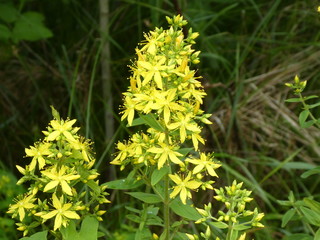 wild amber with yellow blossom
