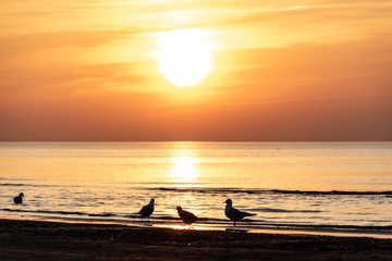 dramatic sunset with birds on the beach by the sea