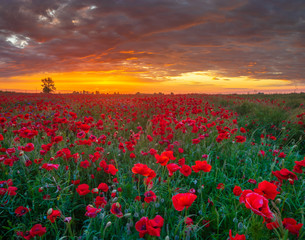 Fototapeta na wymiar beautiful, romantic sunset over a poppy meadow