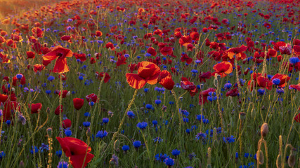 panorama with red poppy flowers