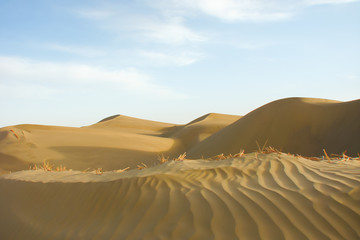 Fototapeta na wymiar bright yellow sands of the Taklamakan Desert (China), dunes with a pattern of the seabed