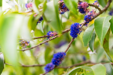 Beautiful fresh blue flowers on the tree stalk in the forest. Beautiful life of nature, branch with spring blue flowers.