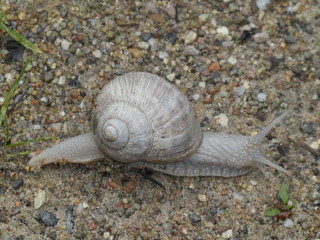 wild amber in the forest yellow blossom