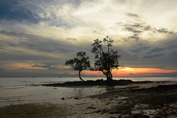 Beatifule sunset with couple mangrove 