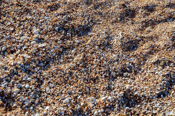 sea coast, small shells