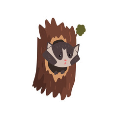 Cute raccoon sitting in hollow of tree, hollowed out old tree and cute animal cartoon character inside vector Illustration i on a white background