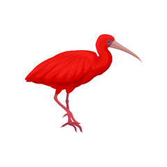 Detailed vector illustration of scarlet ibis. Exotic bird with bright red feathers, narrow beak and long legs. Wild feathered animal