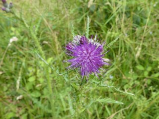 wild amber in the forest yellow blossom