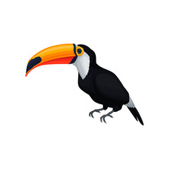 Detailed vector icon of toucan. Exotic bird with orange beak and black feathers. Design for encyclopedia, poster of zoo store or travel agency