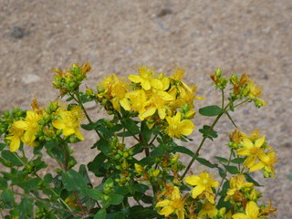 wild amber in the forest yellow blossom