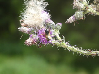 a bee on the blossom of a thistle