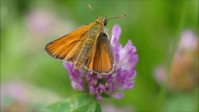 Braun-Dickkopffalter,Thymelicus sylvestris