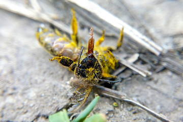 Dead bee in pollen macro lies on the ground blurred background