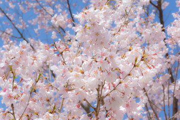 花見山公園 hanamiyama park