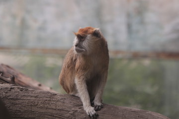 Monkey  sitting on the wood beam