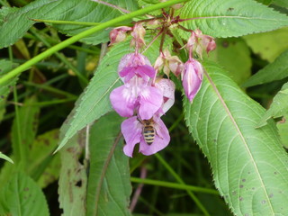 bee on the blossom of a bee bums