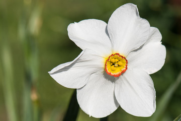 Obraz premium Narzissenblüte