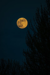 Fototapeta na wymiar Dead tree at midnight with a glowing full moon