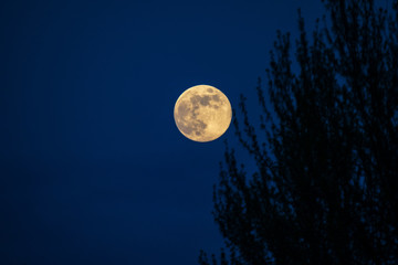 Fototapeta na wymiar Dead tree at midnight with a glowing full moon