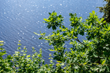sparkling natural round flares reflections in water with green tree leaves in foreground