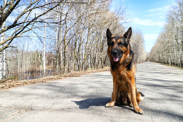 Dog German Shepherd on the road in a sping day