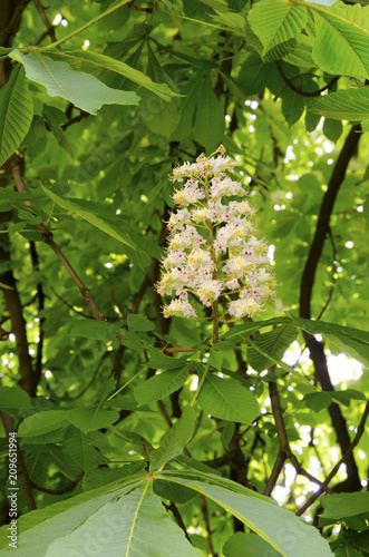 Kasztanowiec Stock Photo And Royalty Free Images On Fotoliacom