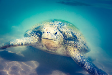 Sea turtle underwater at Hikkaduwa beach