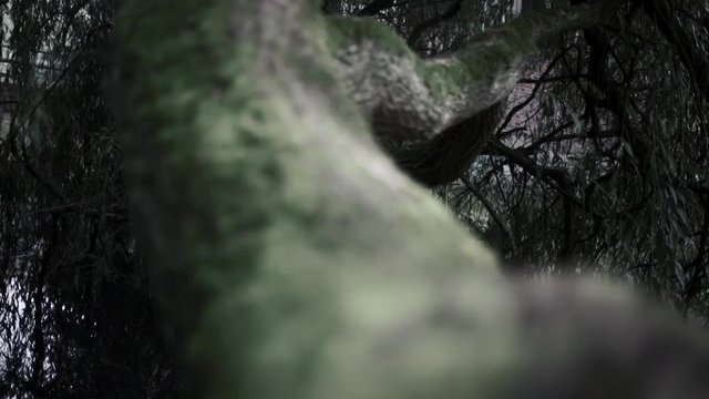 moss on a tree