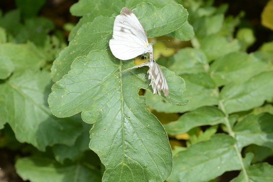 Pieris melete