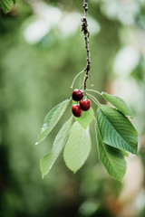Red ripe cherries hanging on the cherry tree ready to be picked. Cherry harvest from the garden. Growing and preserving own fruits. Vertical shot, copy space.